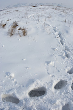雪地腳印