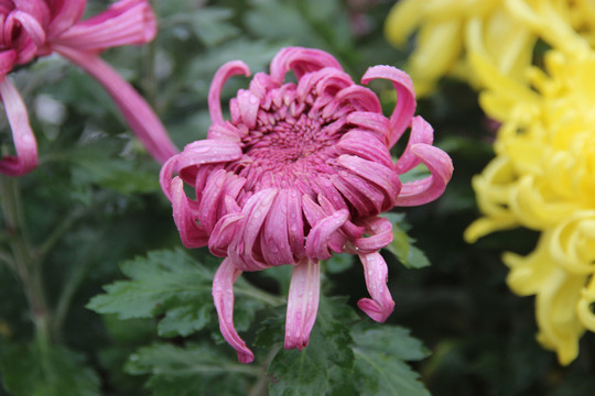 菊花