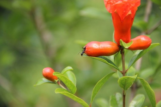 石榴花