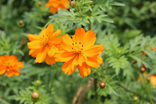 波斯菊