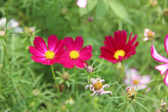 波斯菊