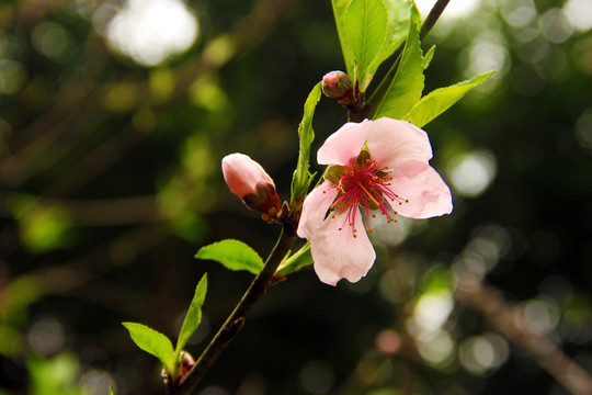 春花爛漫