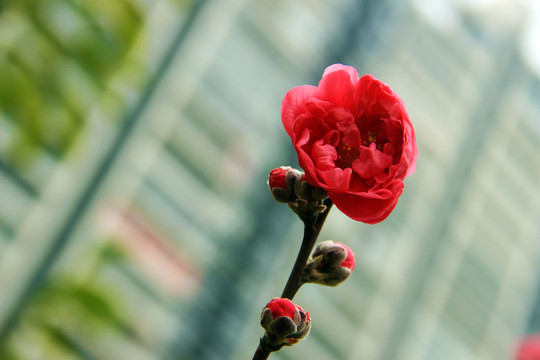 春花爛漫