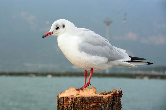 云南昆明滇池紅嘴歐海歐高清圖