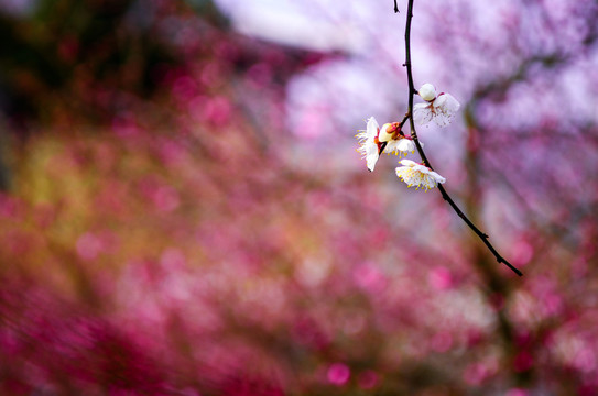 梅花綻放