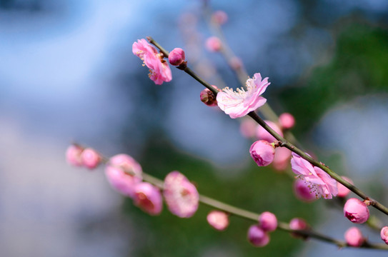 梅花綻放