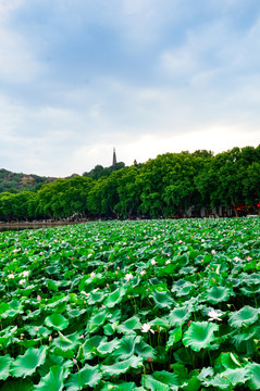 杭州西湖風(fēng)景