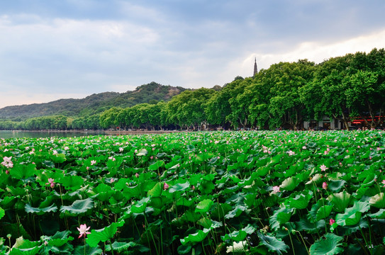 杭州西湖風景