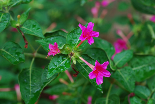 紫茉莉