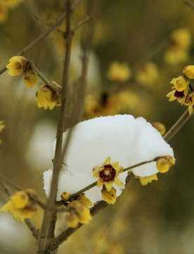 雪中盛開的臘梅花