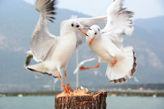 云南昆明滇池紅嘴歐海歐高清圖
