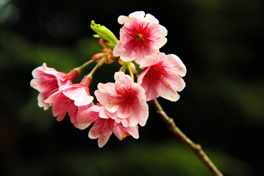 春花爛漫