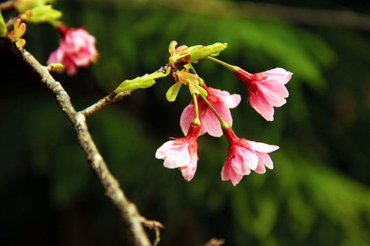 春花爛漫