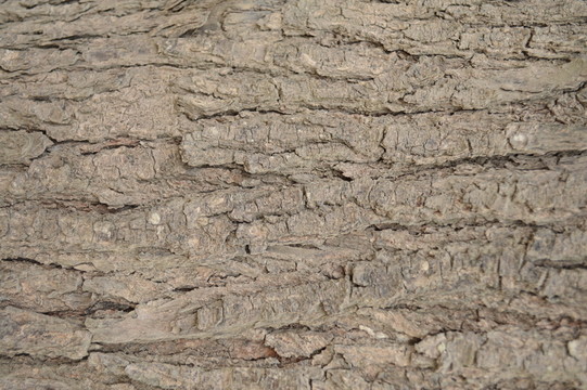 木紋紋理 紋理 樹皮 木紋 樹