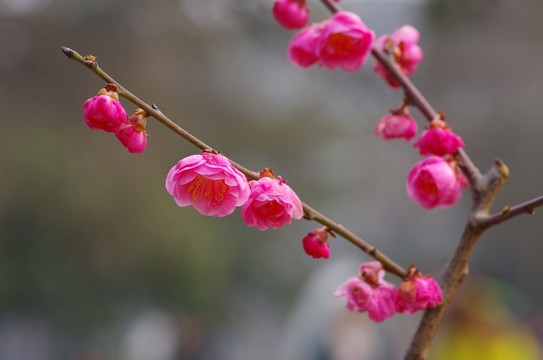 盛開的梅花