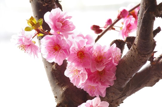 盛開的梅花