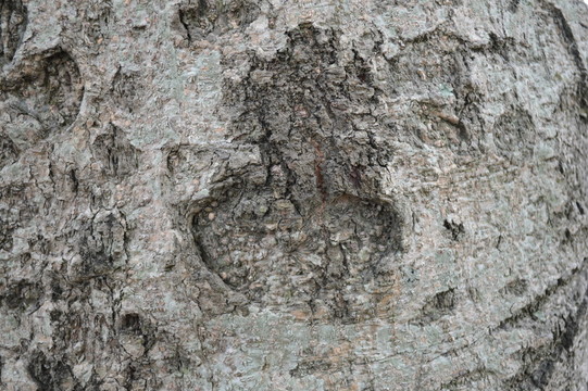 木紋紋理 紋理 樹皮 木紋 樹