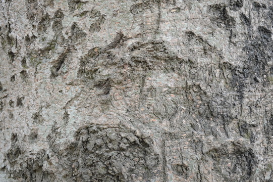 木紋紋理 紋理 樹皮 木紋 樹