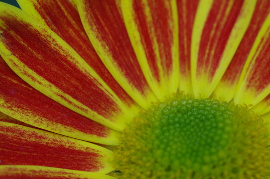 菊花  向日葵