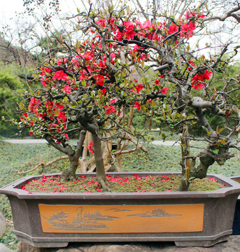 盆栽藝術(shù)