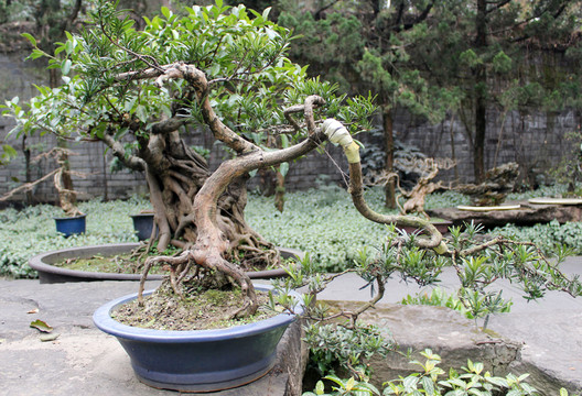盆栽藝術(shù)