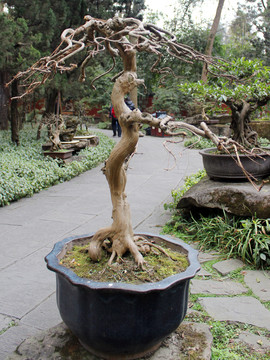 盆栽藝術