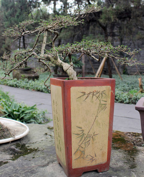盆栽藝術(shù)