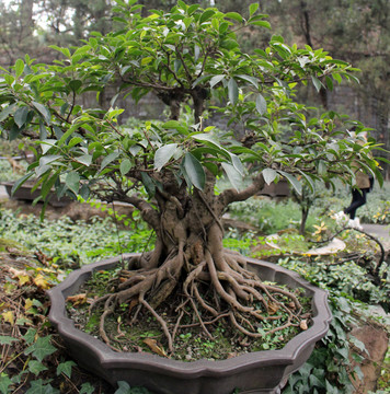 盆栽藝術(shù)