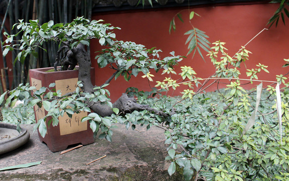 盆栽藝術(shù)
