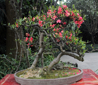 盆栽藝術(shù)