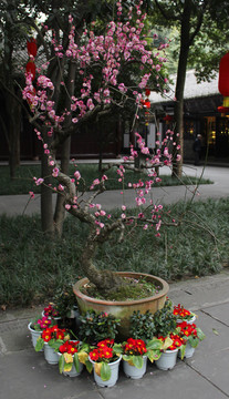 盆栽藝術(shù)