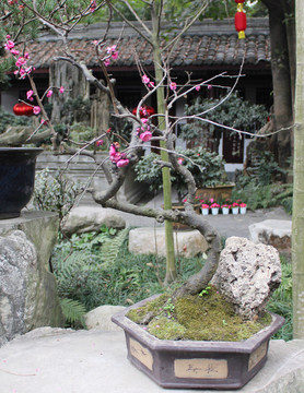 盆栽藝術(shù)