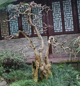 盆栽藝術(shù)