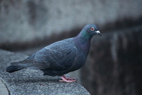 鴿子