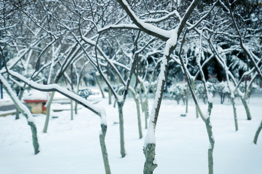 雪后小景