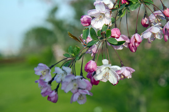 桃花 花卉 花朵 綻放 花蕊