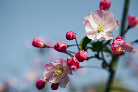 桃花 花卉 花朵 綻放 花蕊