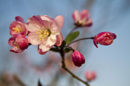 桃花 花卉 花朵 綻放 花蕊