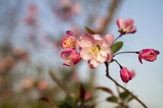 桃花 花卉 花朵 綻放 花蕊