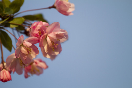 桃花 花卉 花朵 綻放 花蕊