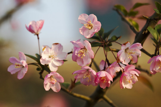 桃花 花卉 花朵 綻放 花蕊