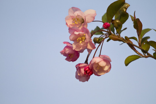 桃花 花卉 花朵 綻放 花蕊