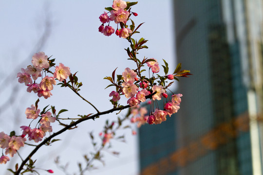 桃花 花卉 花朵 綻放 花蕊
