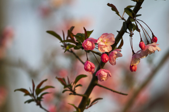 桃花 花卉 花朵 綻放 花蕊