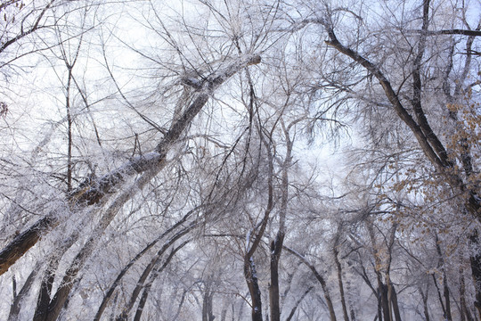 樹林
