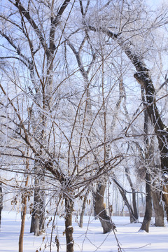 樹(shù)林