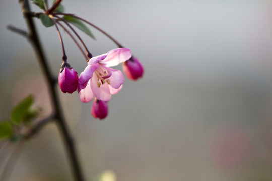 桃花 花卉 花朵 綻放 花蕊