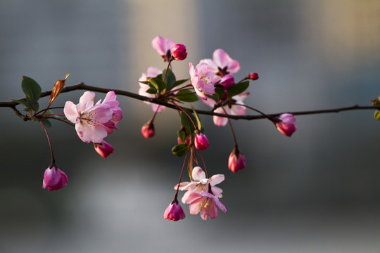 桃花 花卉 花朵 綻放 花蕊