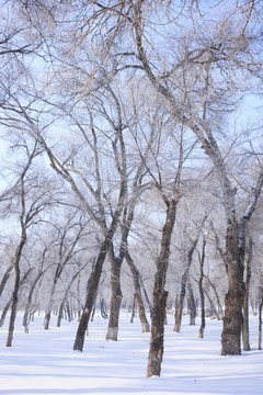 樹林
