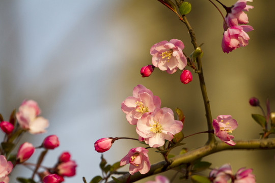 桃花 花卉 花朵 綻放 花蕊